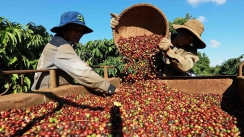 Ngày 9/7: Giá cà phê giảm mạnh, hồ tiêu neo cao ở mức 140.600 đồng/kg