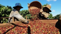 Ngày 9/7: Giá cà phê giảm mạnh, hồ tiêu neo cao ở mức 140.600 đồng/kg