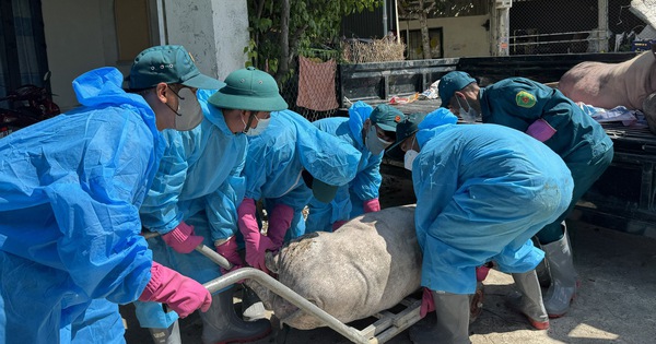 Dịch tả heo châu Phi bùng phát ở Quảng Ngãi