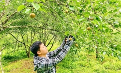 Giàu lên trên những cánh đồng, vườn cây VietGAP tiền tỷ