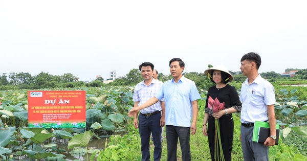 Hà Nội nâng tầm giá trị cây sen