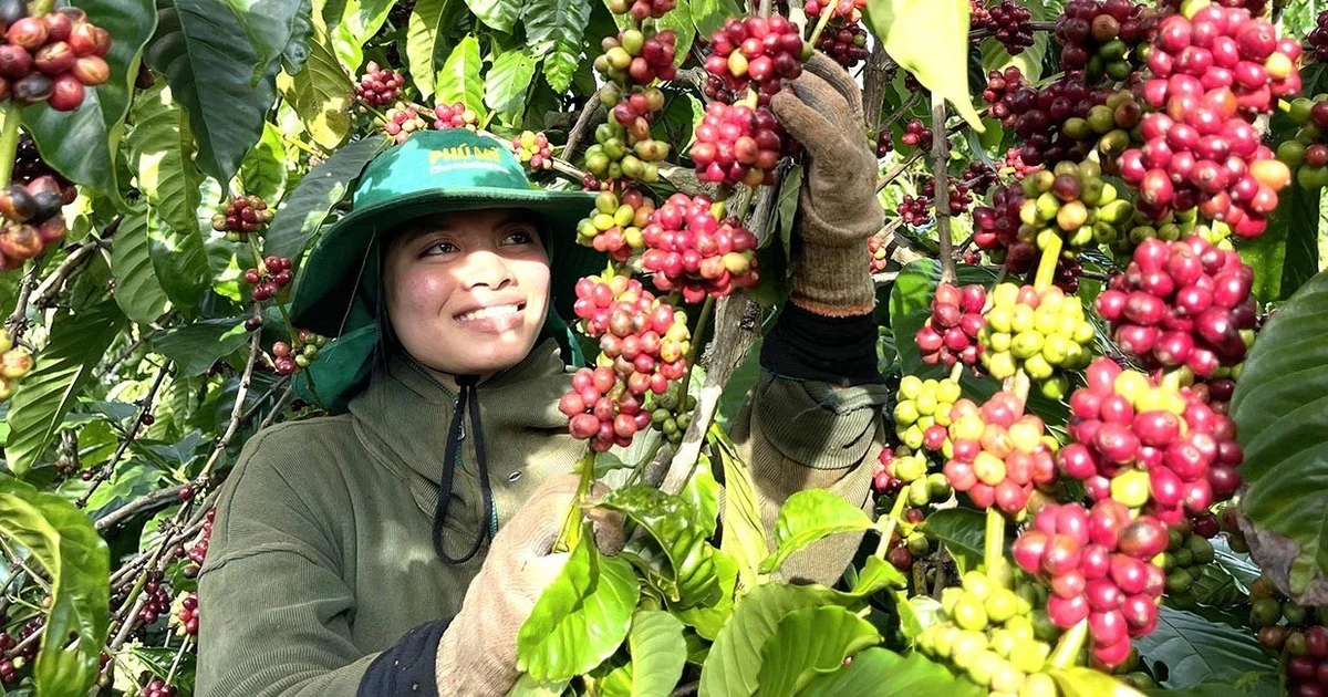 Định vị thương hiệu cà phê Gia Lai bằng chế biến sâu