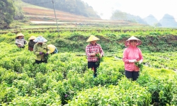 Trồng cây cỏ ngọt - hướng đi mới trong phát triển nông nghiệp