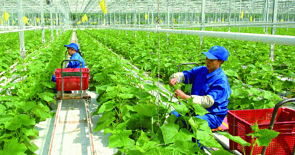 Triển khai chương trình OCOP theo mô hình chính quyền địa phương 2 cấp Triển khai chương trình OCOP theo mô hình chính quyền địa phương 2 cấp