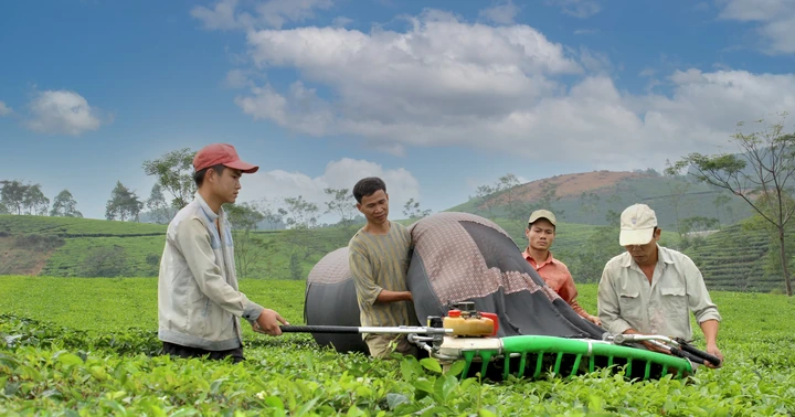 Để hương chè Phú Thọ bay xa Để hương chè Phú Thọ bay xa