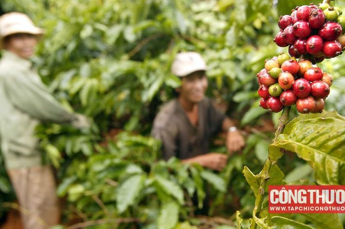 Giá cà phê trong nước và thế giới đảo chiều, dự báo còn biến động mạnh