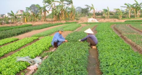 Hà Nội: Thanh tra, kiểm tra, hậu kiểm nông sản được chứng nhận OCOP định kỳ 1 lần/năm
