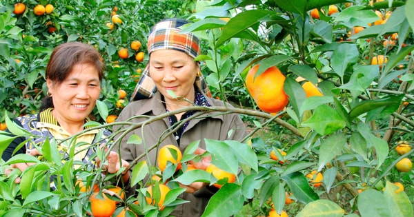 Hà Nội: Chương trình khuyến nông sẽ ưu tiên vùng sản xuất nông nghiệp tập trung