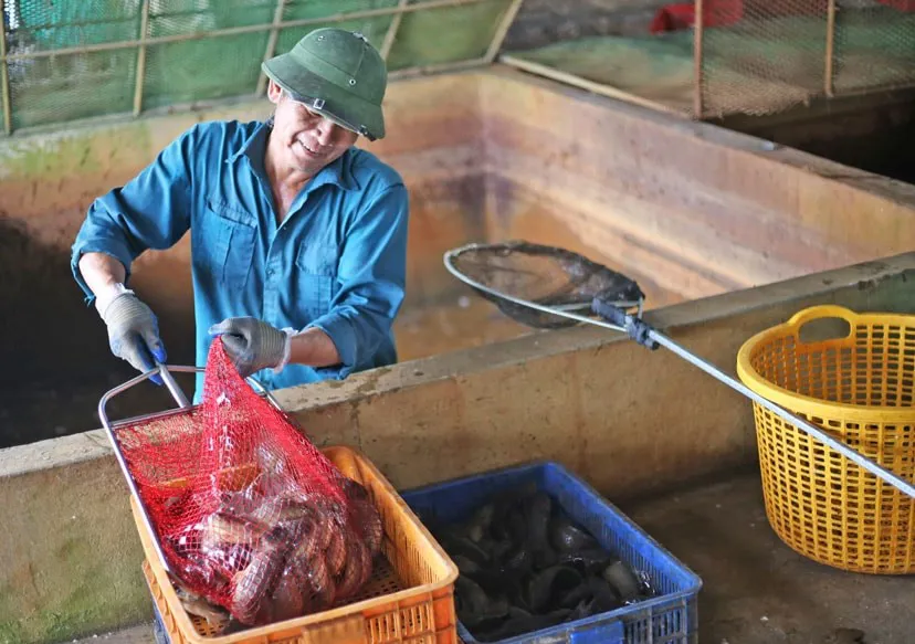 Nông dân Hà Nội tạo lập cộng đồng cùng phát triển