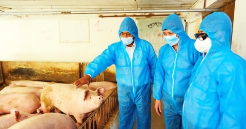 Phát triển chăn nuôi an toàn, gắn sản xuất với tiêu thụ