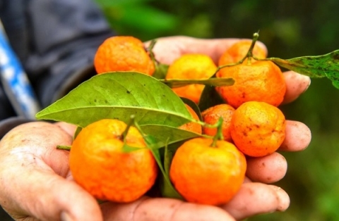 thanh hoa nguoi dan doi doi tu san pham quyt rung ba thuoc