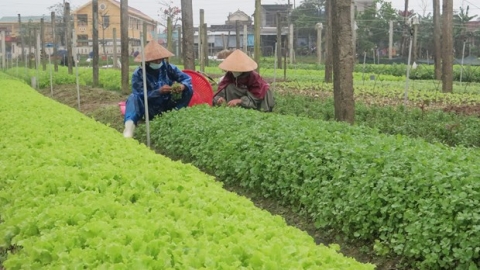 quang thanh nang cao chuoi gia tri nong san an toan theo tieu chuan vietgap