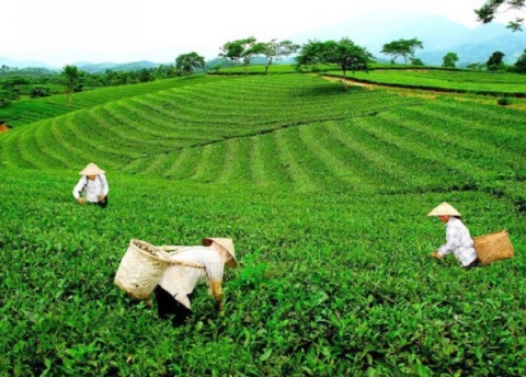 san pham ocop tinh thai nguyen hap dan huong vi che la bang