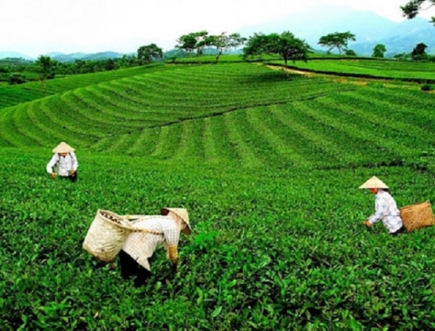 thai nguyen phat trien san pham ocop gan voi chuyen doi so trong nong nghiep