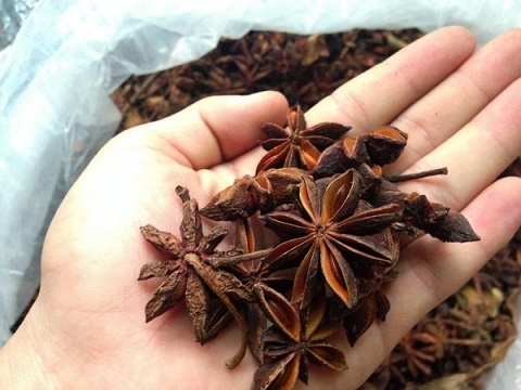 hoa hoi xu lang san vat quy noi nui rung dong bac