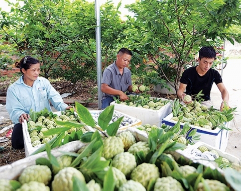 dong trieu quang ninh nang tam san pham ocop