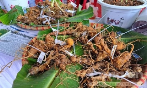 kon tum khai mac phien cho sam ngoc linh va cac san pham gan voi du lich