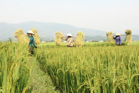 dien bien phat trien vung nguyen lieu cho san pham ocop