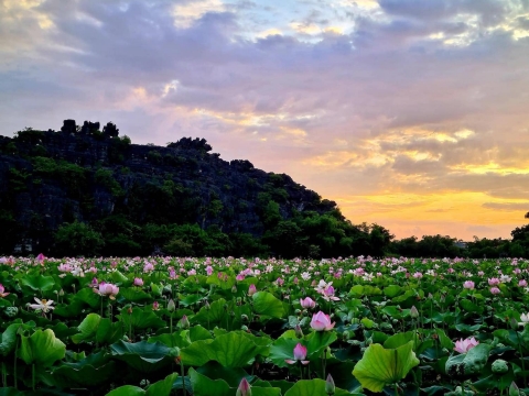 hang mua ninh binh ngo ngang dam sen dep nhu tranh son thuy