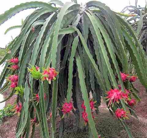 lac thuy hoa binh nang tam thuong hieu thanh long ruot do chat luong cao