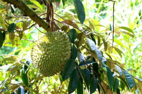 niem vui chung tu nhung trai sau rieng
