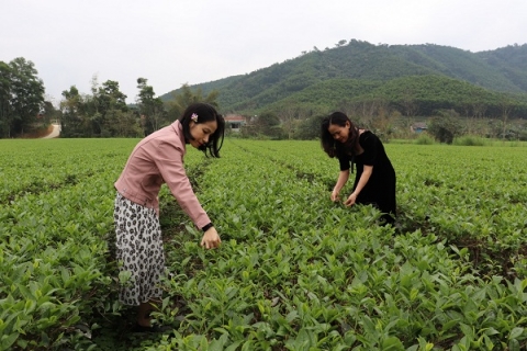 ha tinh che xanh tay son vuon len khang dinh thuong hieu