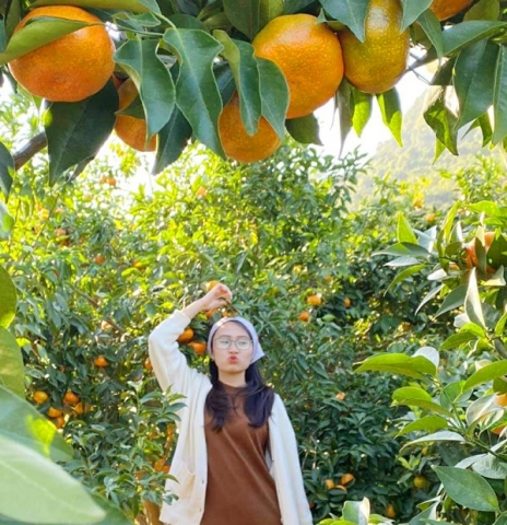 ocop van don quang ninh suc song moi tren vung cam van yen