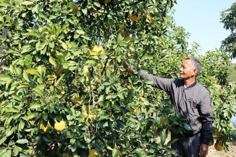 Hà Nội: Cấp giấy chứng nhận VietGAP cho 5ha bưởi Diễn ở Quốc Oai