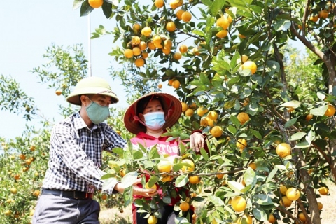van don quang ninh go kho cho nguoi dan trong tieu thu cam van yen