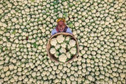 Ấn tượng mùa thu hoạch nông sản tại Bangladesh