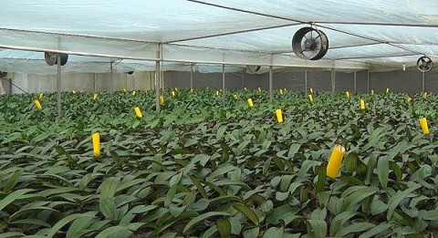 huong di dung cua chuong trinh ocop tinh quang ninh