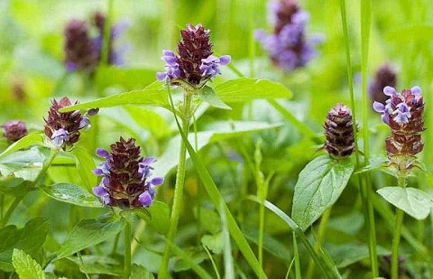 cay duoc lieu dong ha quang tri huong di moi hieu qua moi