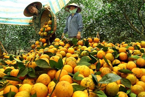 hung yen nut that cua nguoi trong cam ngu phuc