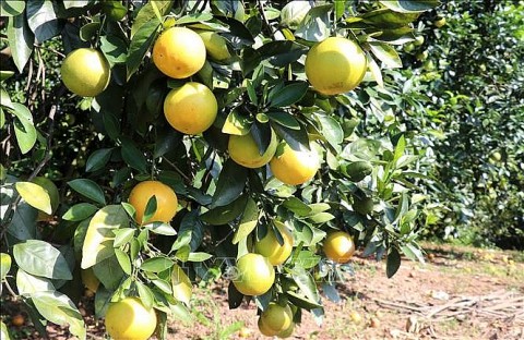 cam k4 thu phu vung cam cua tinh quang tri